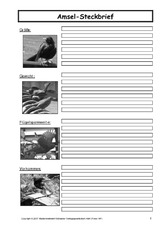 Amsel-Steckbrief-C-SW-1.pdf